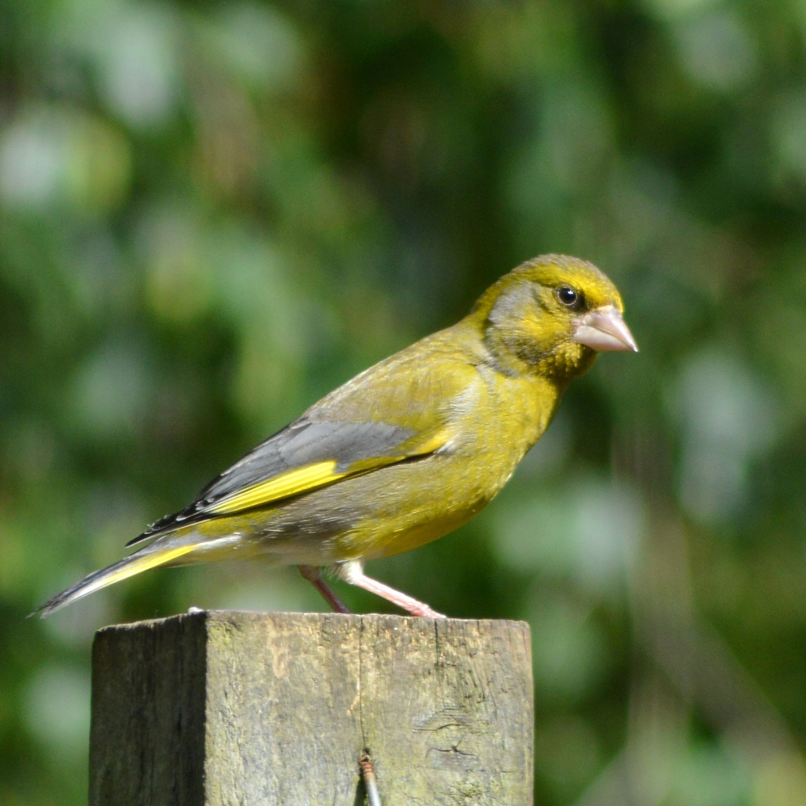 Groenling (Chloris chloris)
