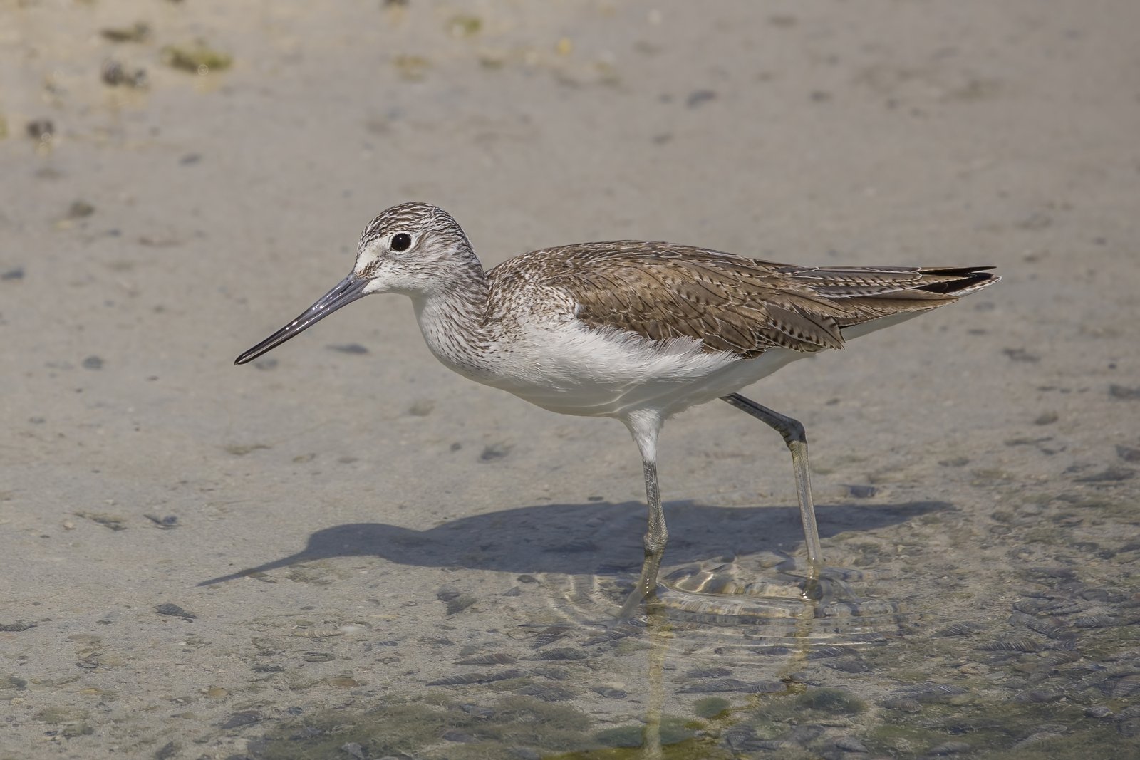 Groenpootruiter (Tringa nebularia)