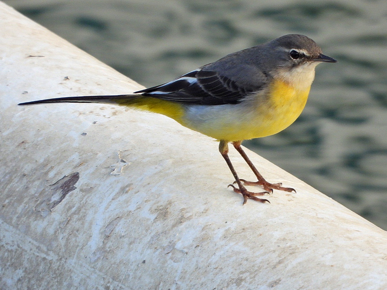 Grote gele kwikstaart (Motacilla cinerea)