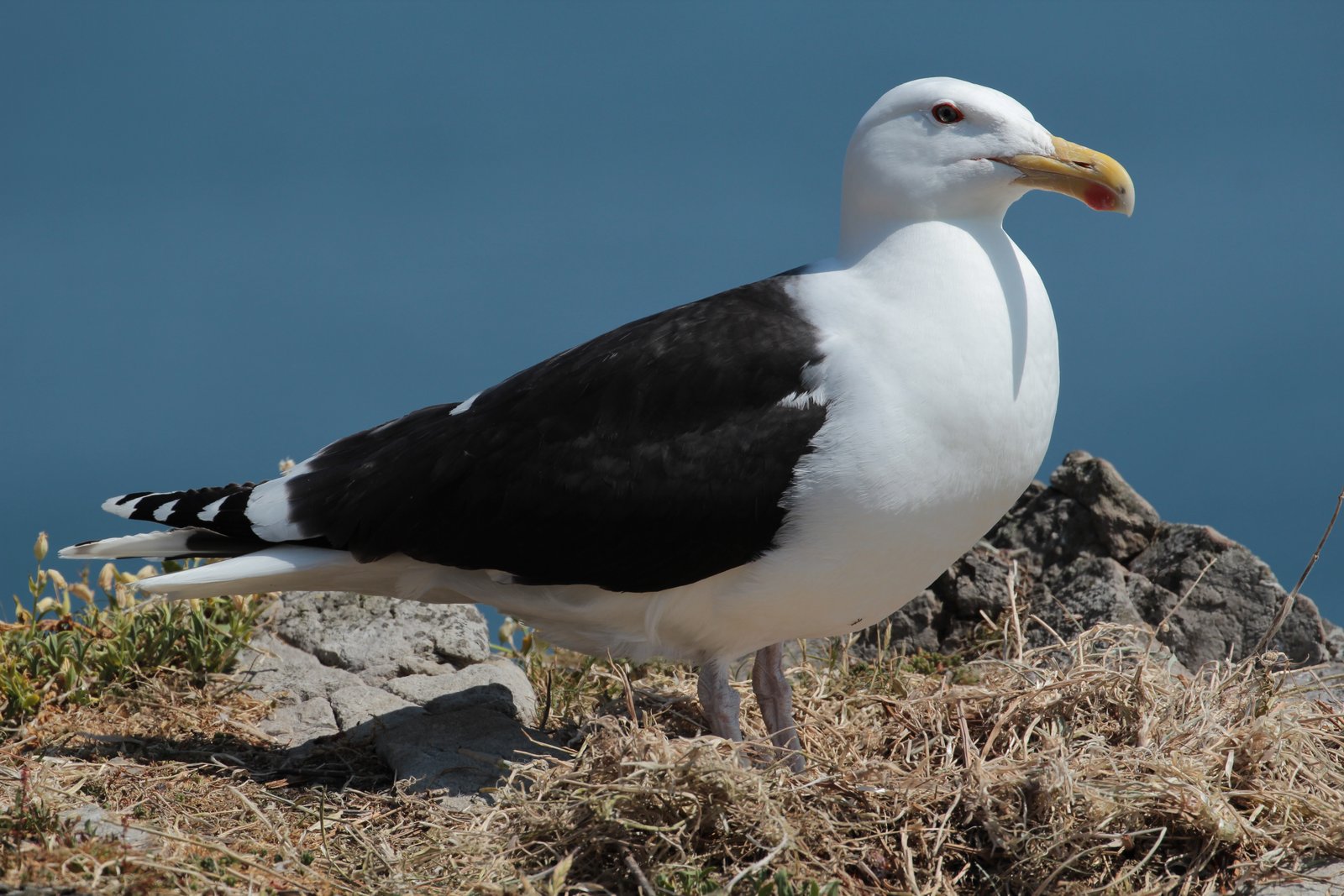 Grote mantelmeeuw (Larus marinus)