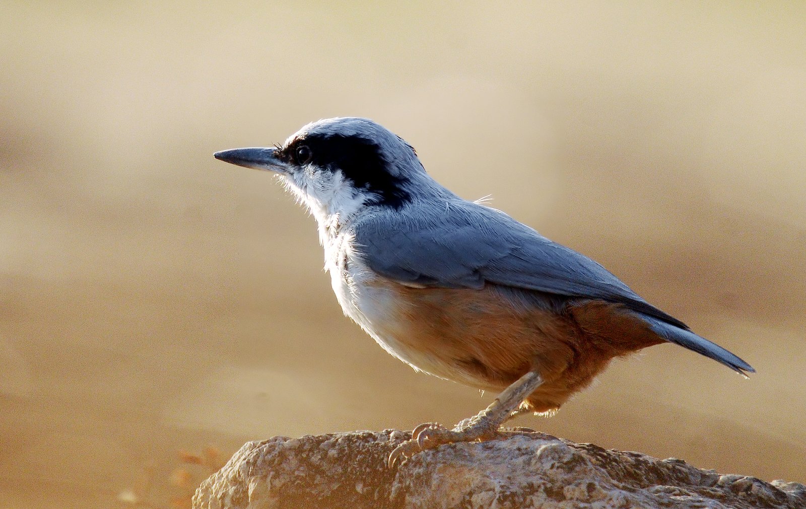 Grote rotsboomklever (Sitta tephronota)