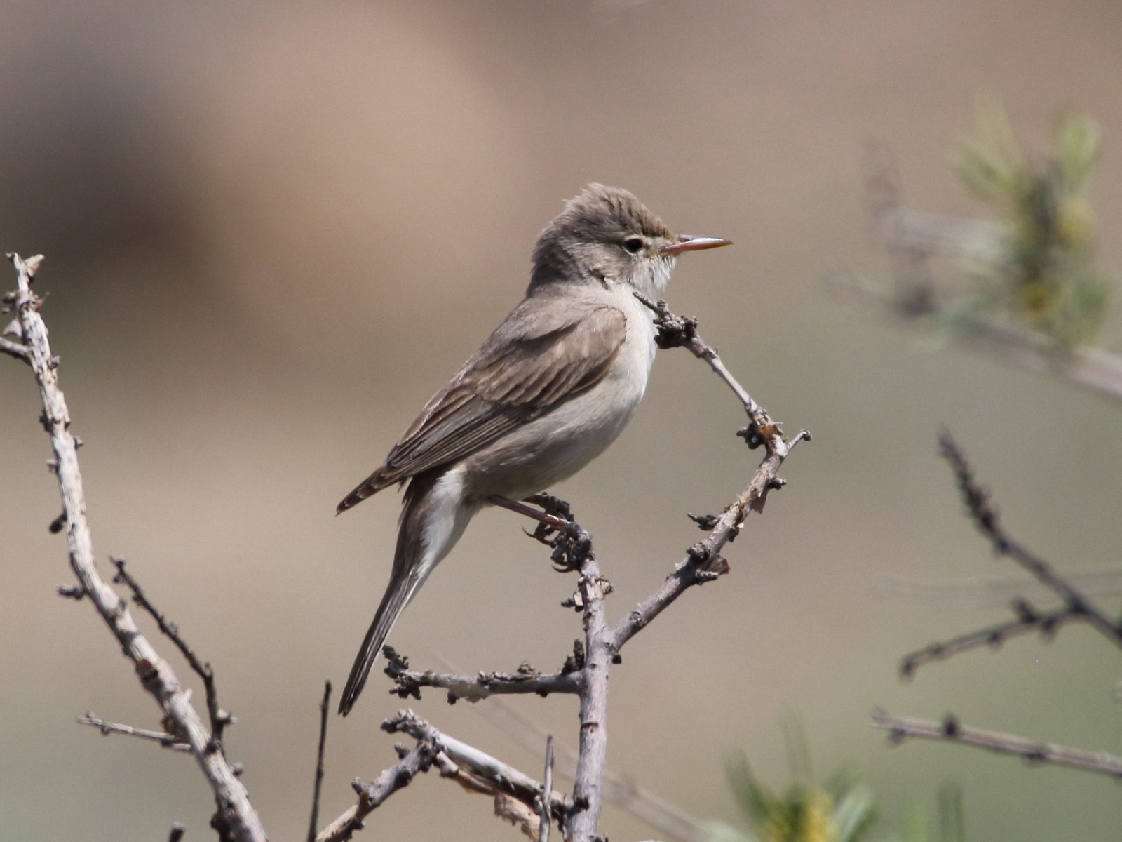 Grote vale spotvogel (Hippolais languida)