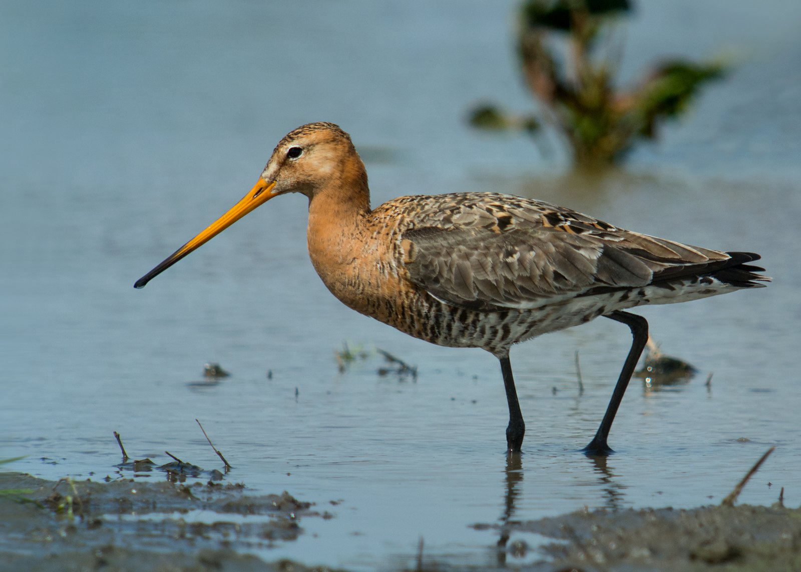 Grutto (Limosa limosa)