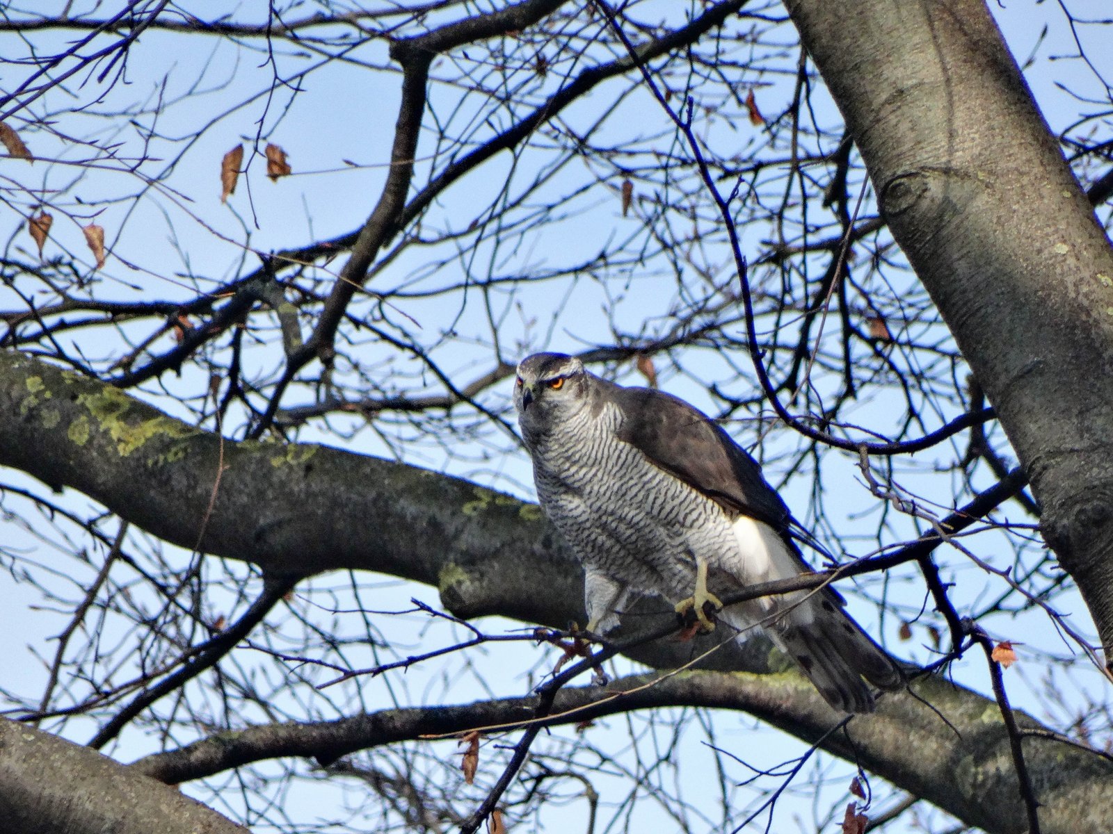 Havik (Astur gentilis)