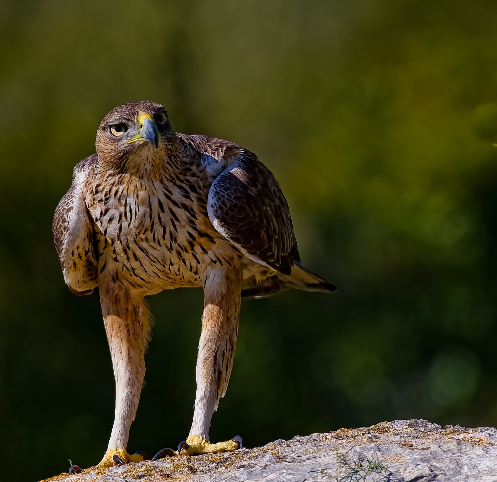 Havikarend (Aquila fasciata)