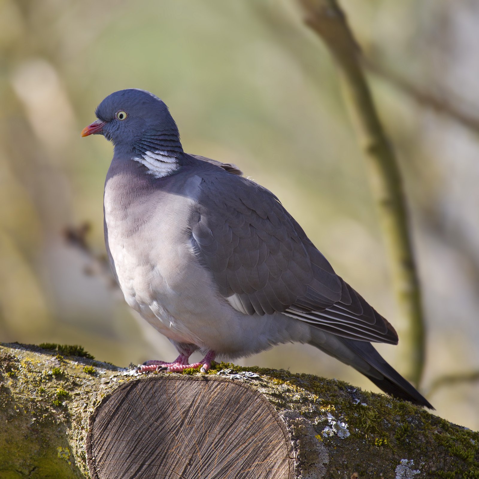 Houtduif (Columba palumbus)