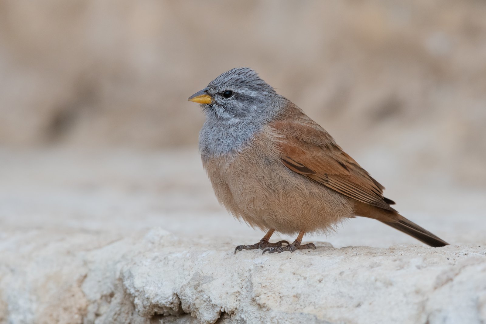 Huisgors (Emberiza sahari)