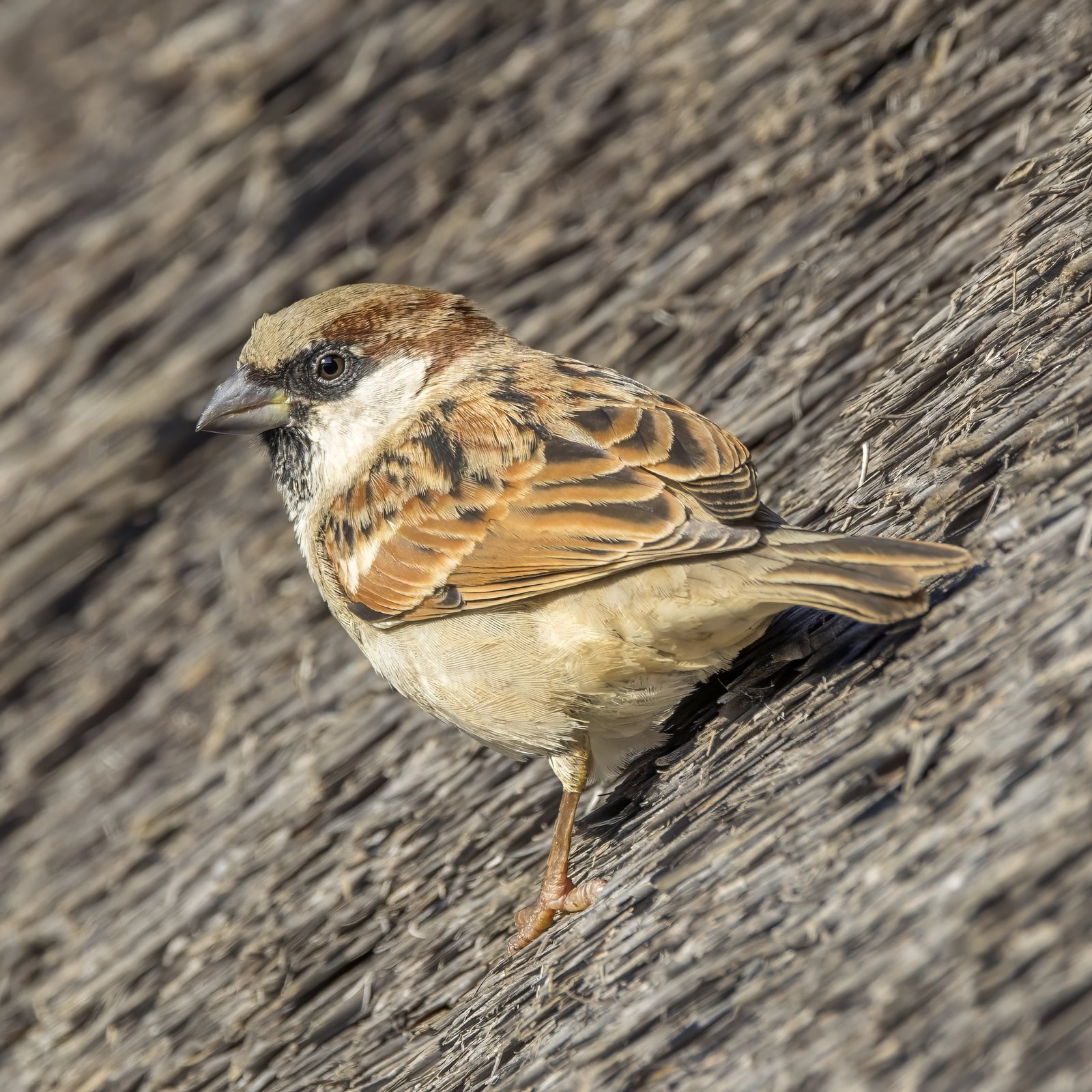 Huismus (Passer domesticus)