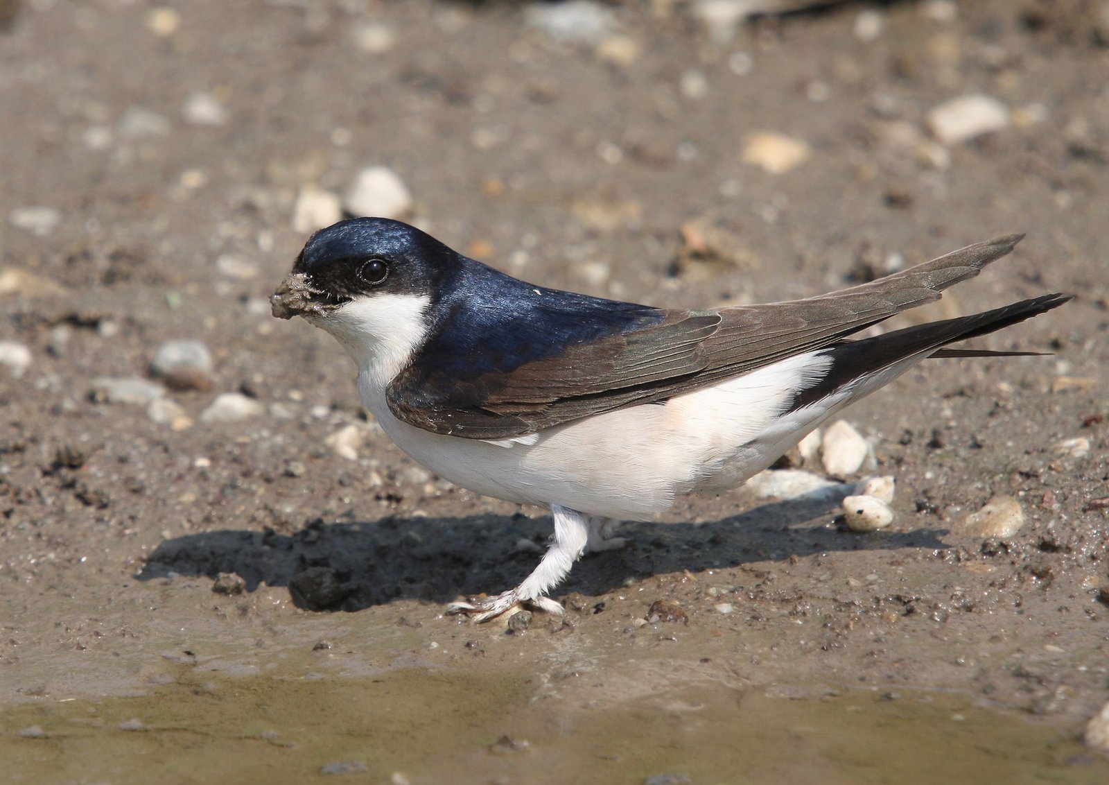 Huiszwaluw (Delichon urbicum)