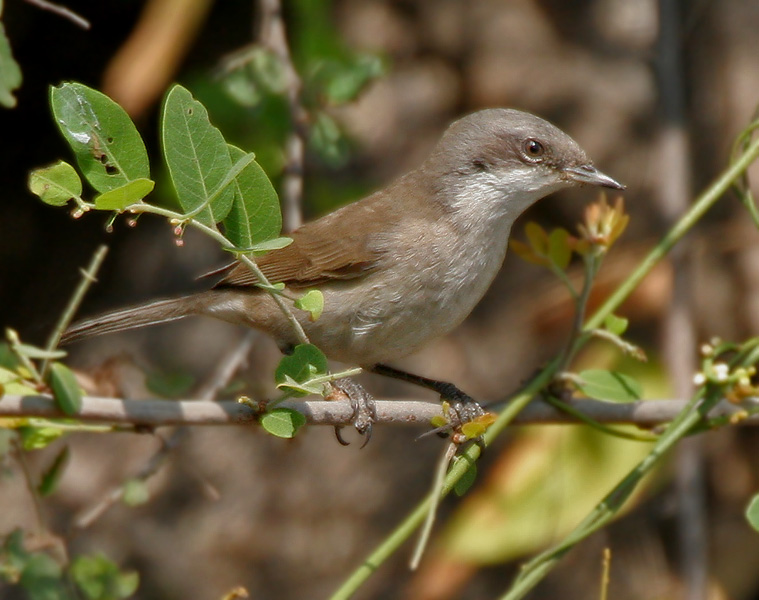 Hume's braamsluiper (Curruca althaea)