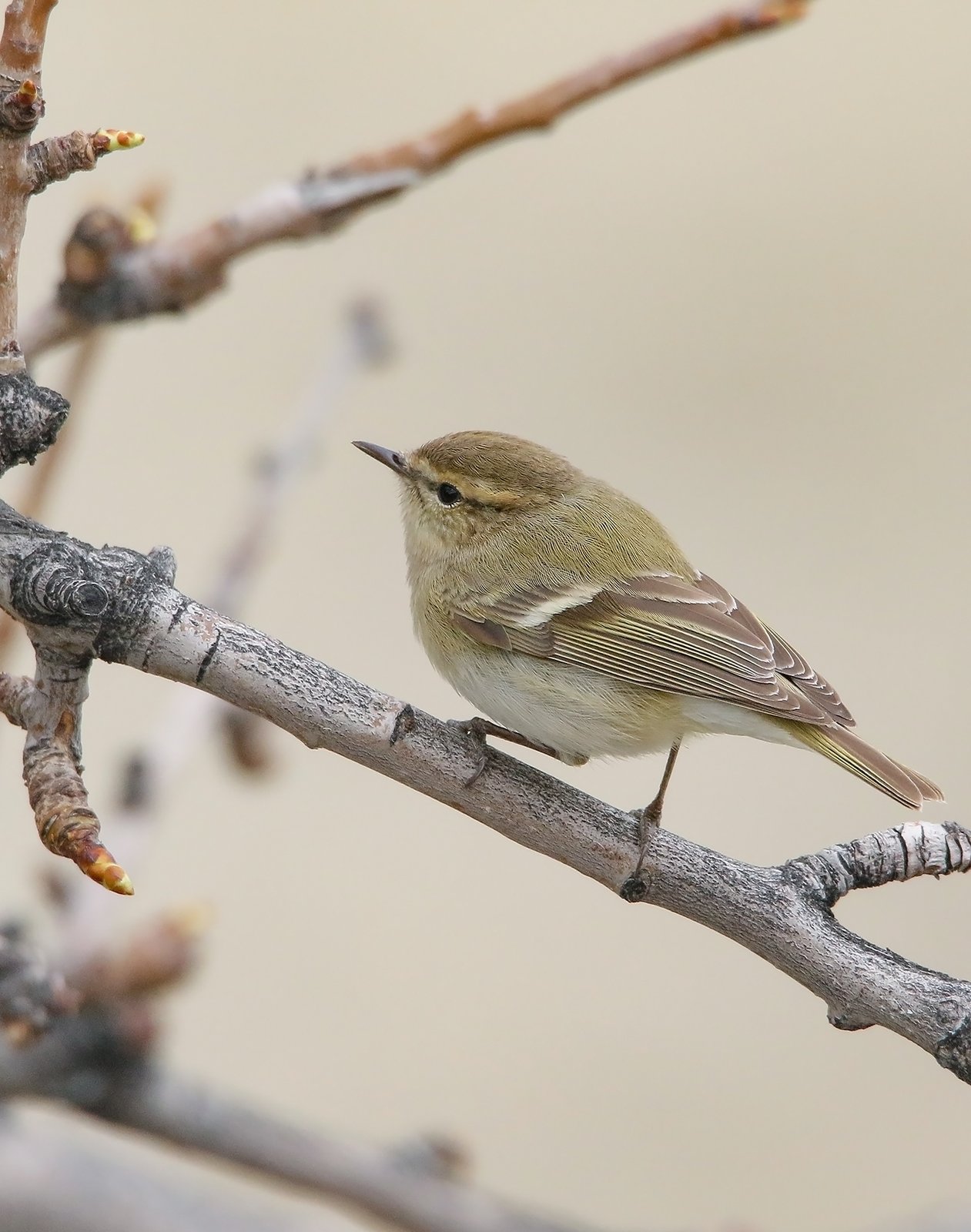 Humes bladkoning (Phylloscopus humei)