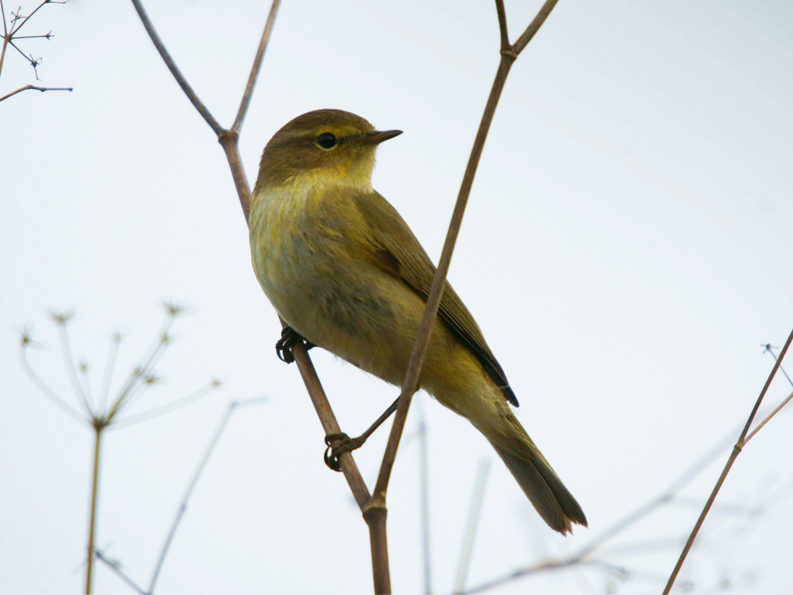 Iberische tjiftjaf (Phylloscopus ibericus)
