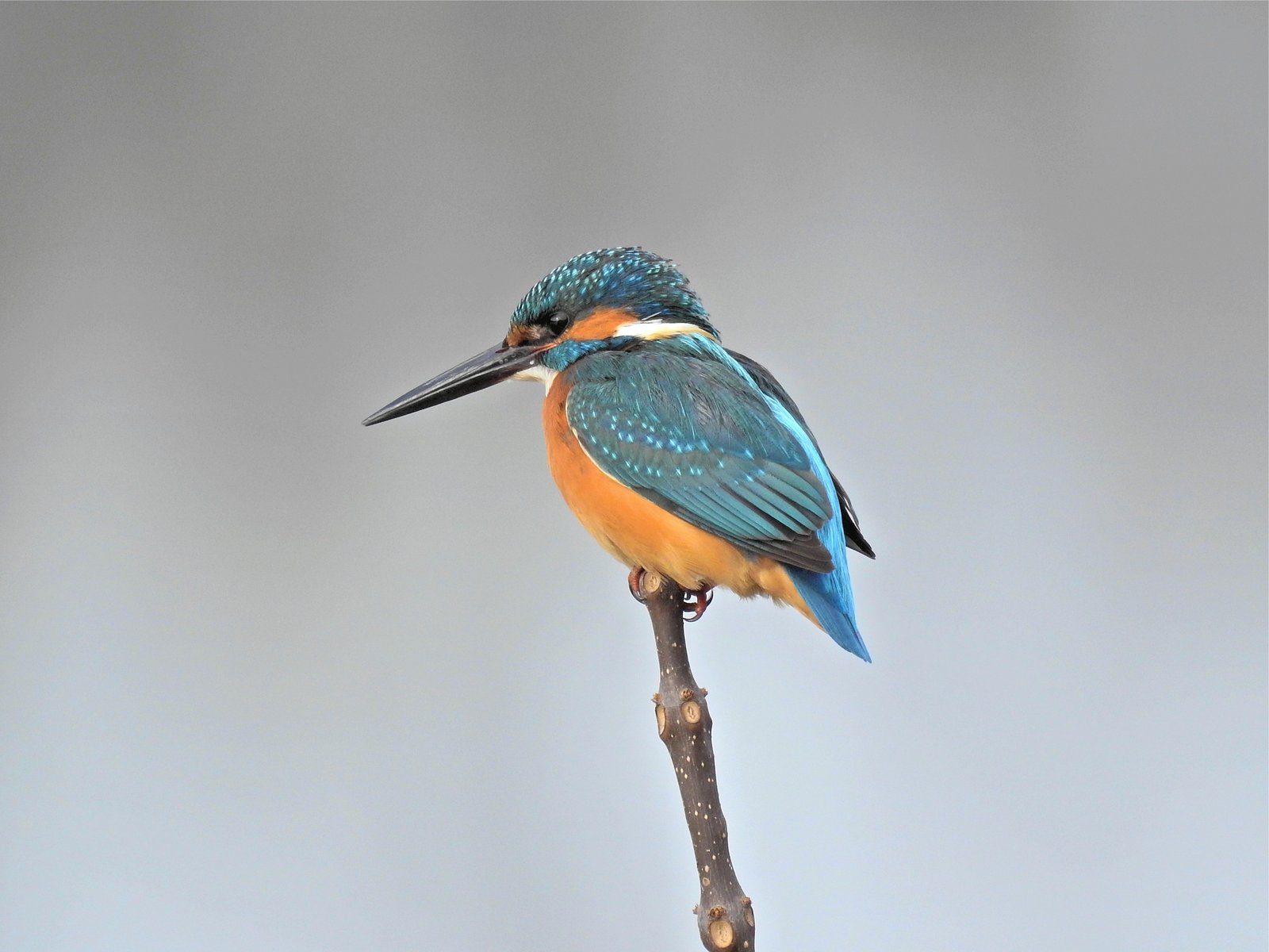 IJsvogel (Alcedo atthis)