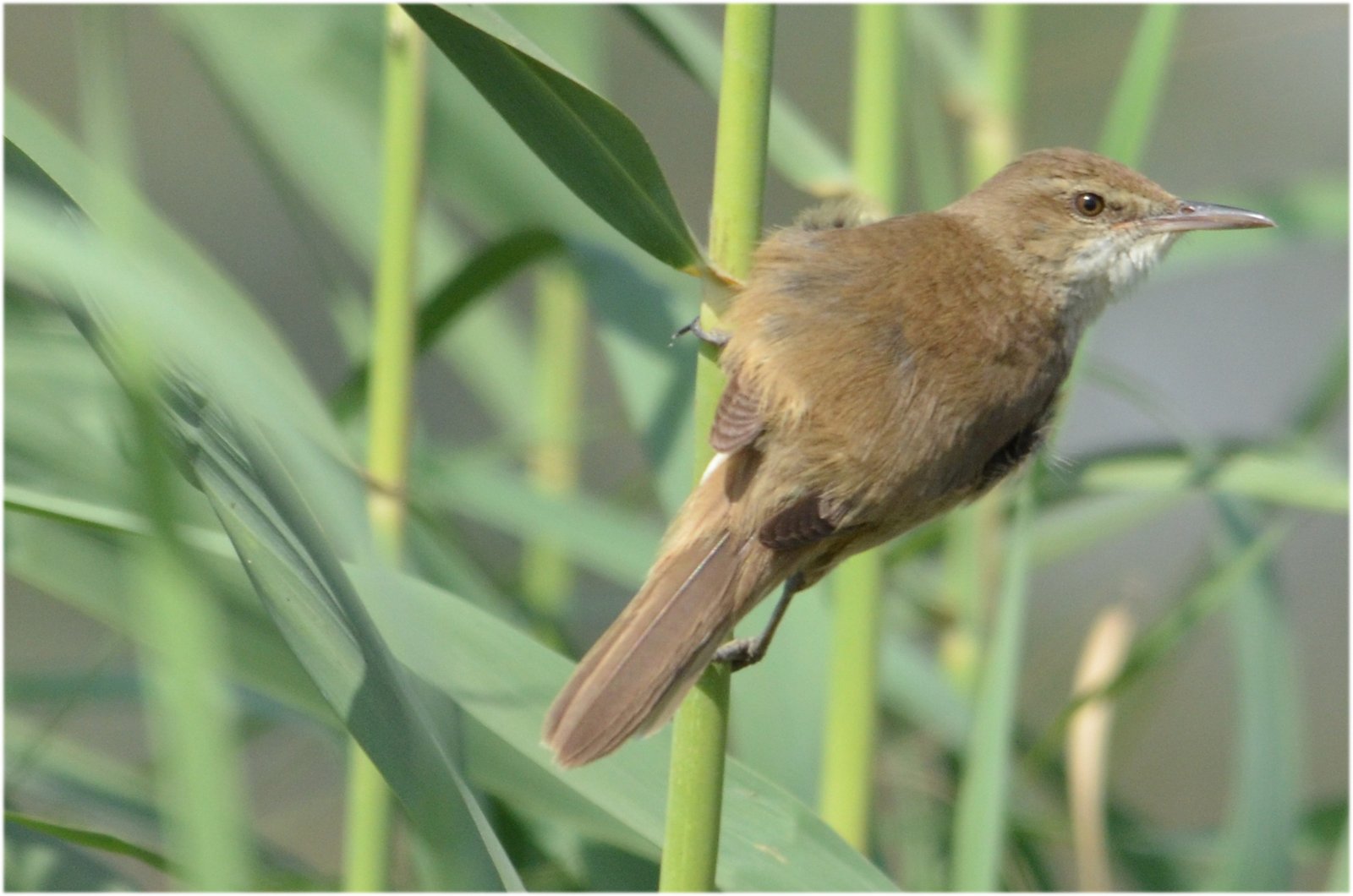 Indische karekiet (Acrocephalus stentoreus)