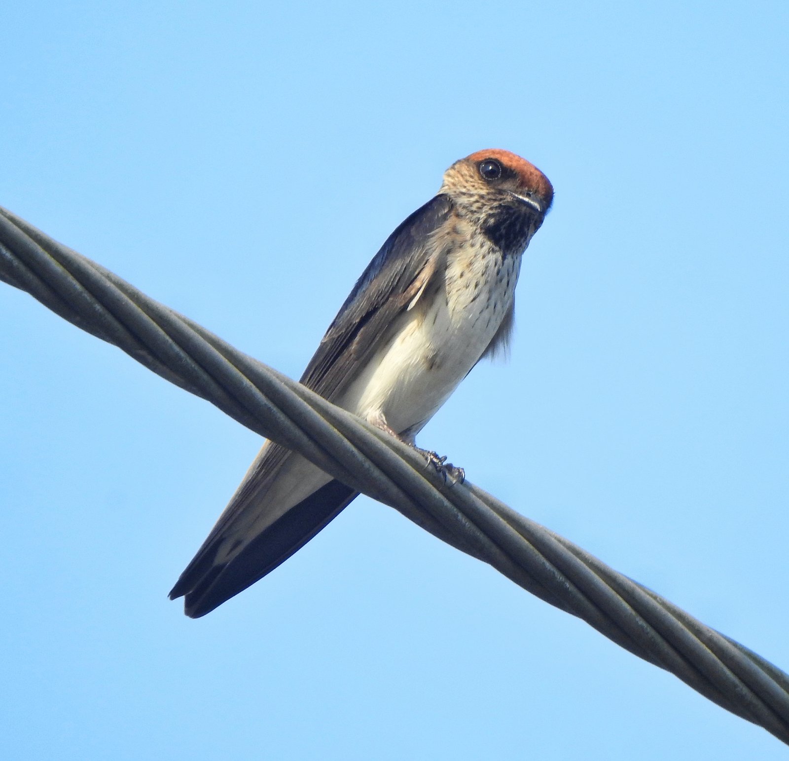 Indische klifzwaluw (Petrochelidon fluvicola)
