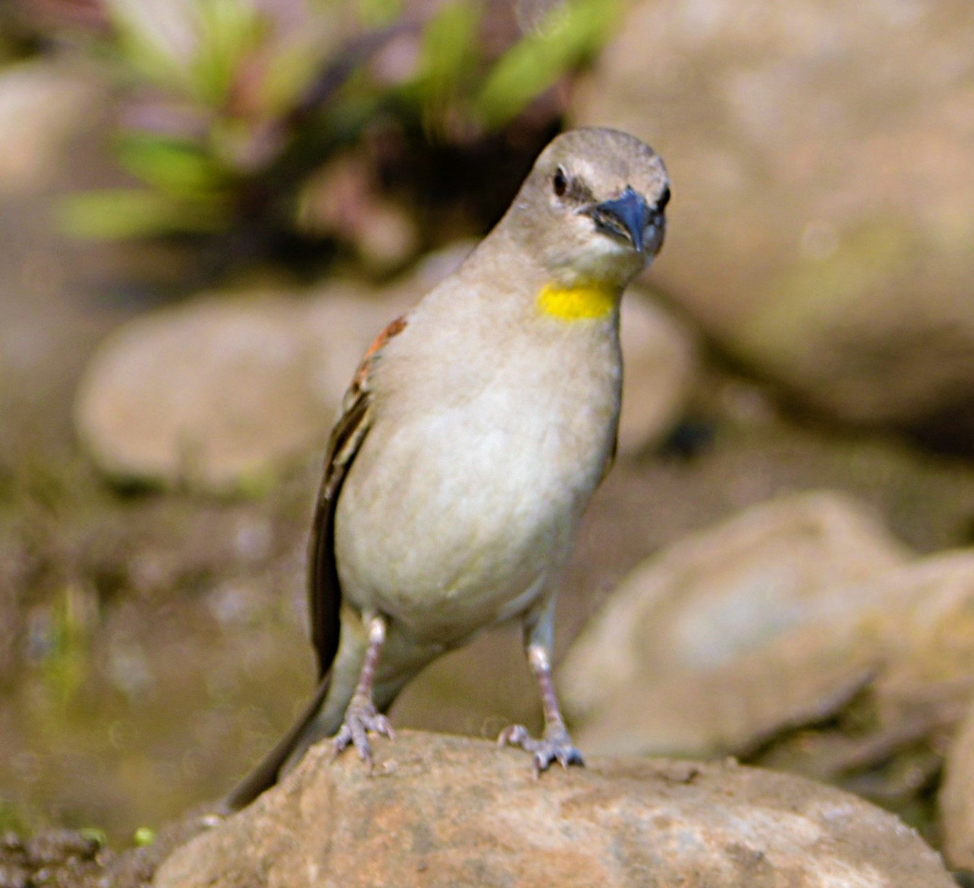 Indische rotsmus (Gymnoris xanthocollis)