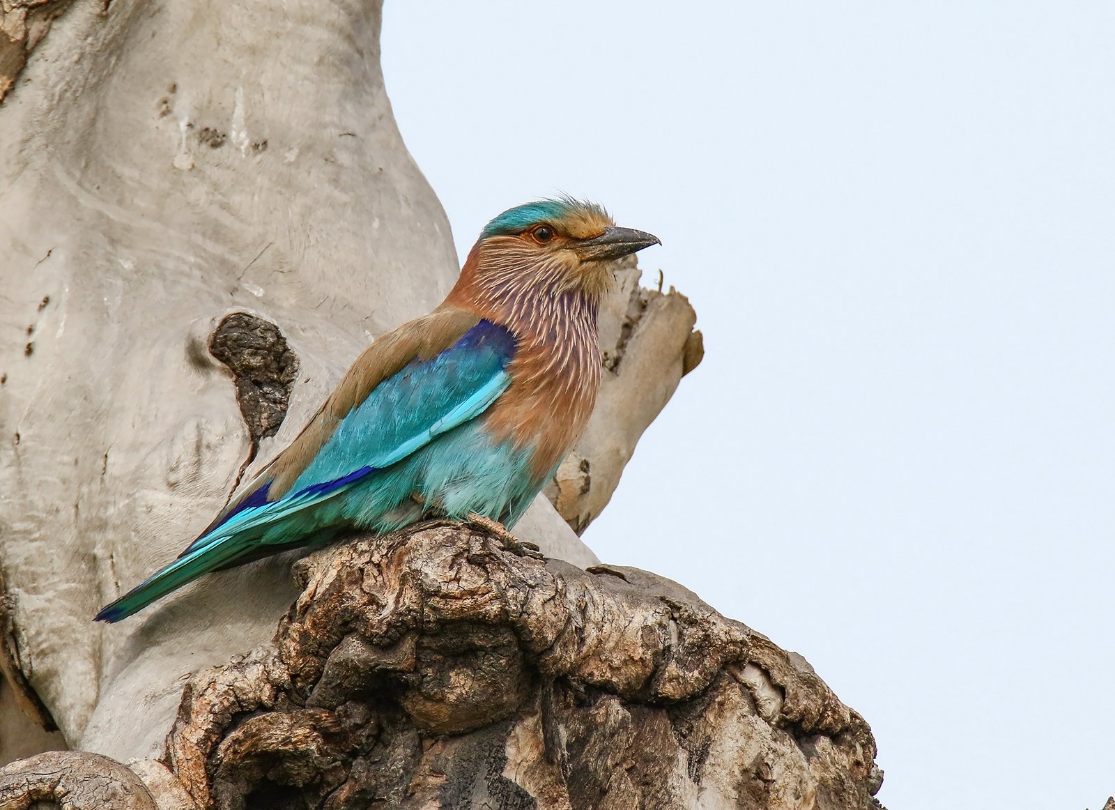 Indische scharrelaar (Coracias benghalensis)