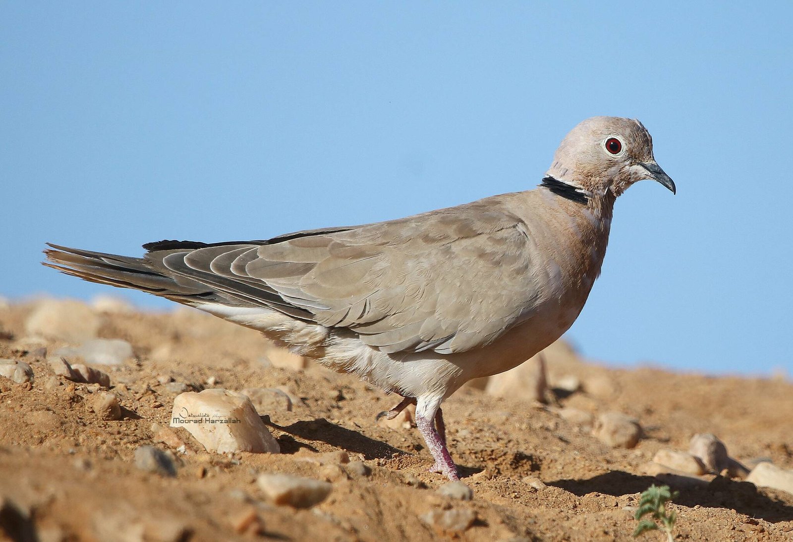 Izabeltortel (Streptopelia roseogrisea)