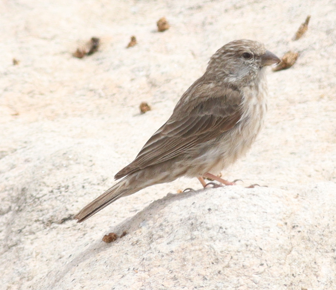 Jemenkanarie (Crithagra menachensis)