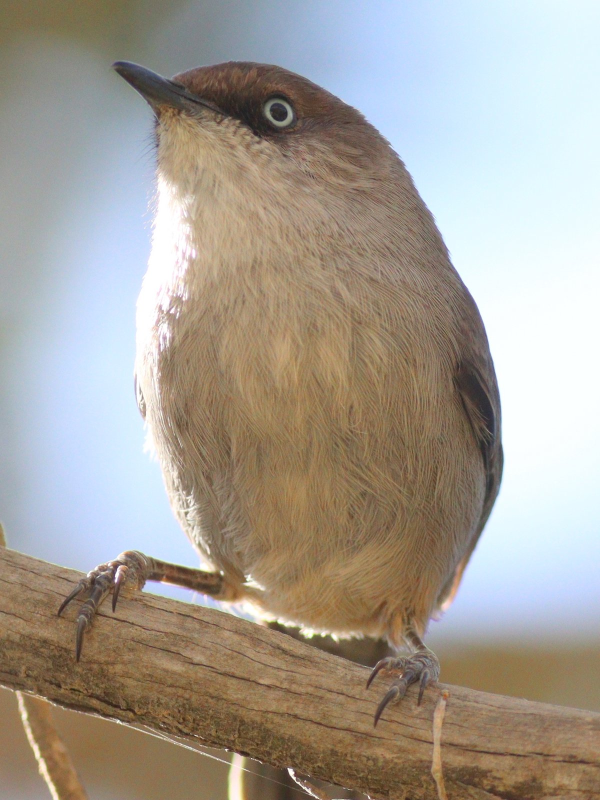 Jemenzanger (Curruca buryi)
