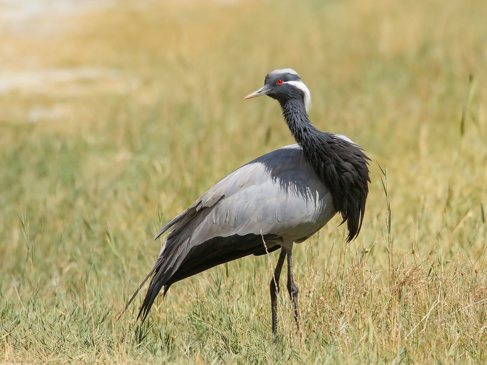Jufferkraanvogel (Grus virgo)