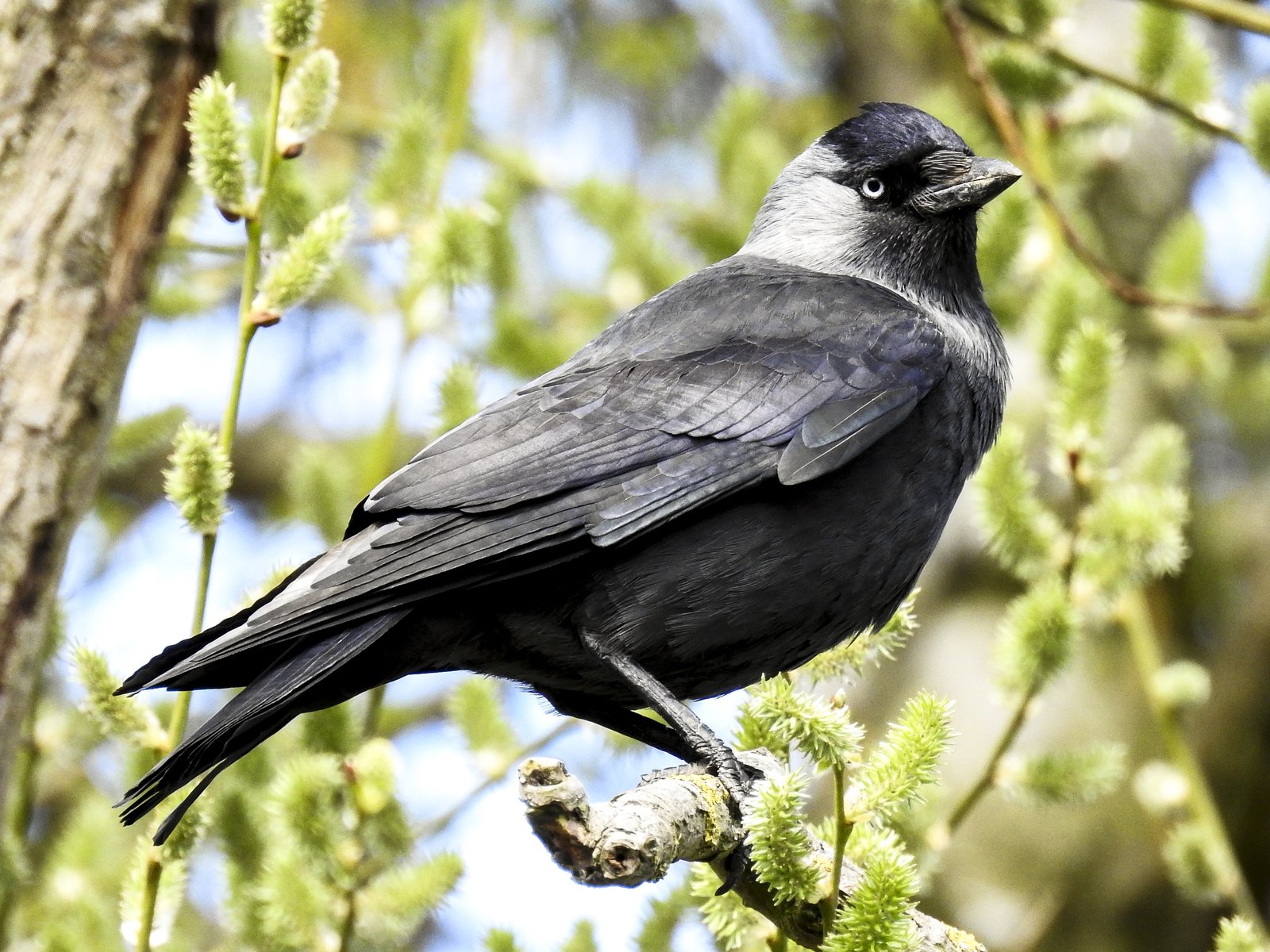 Kauw (Coloeus monedula)