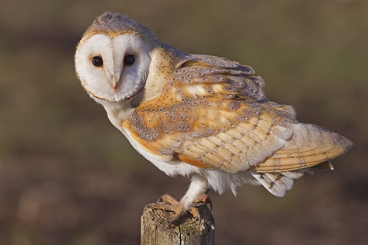 Kerkuil (Tyto alba)