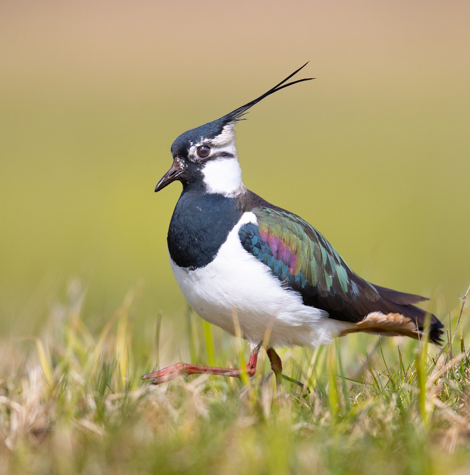 Kievit (Vanellus vanellus)