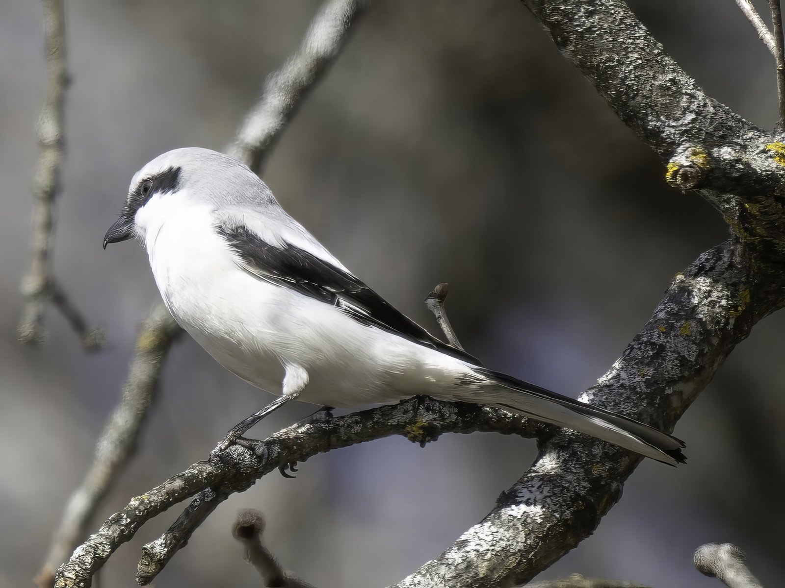 Klapekster (Lanius excubitor)