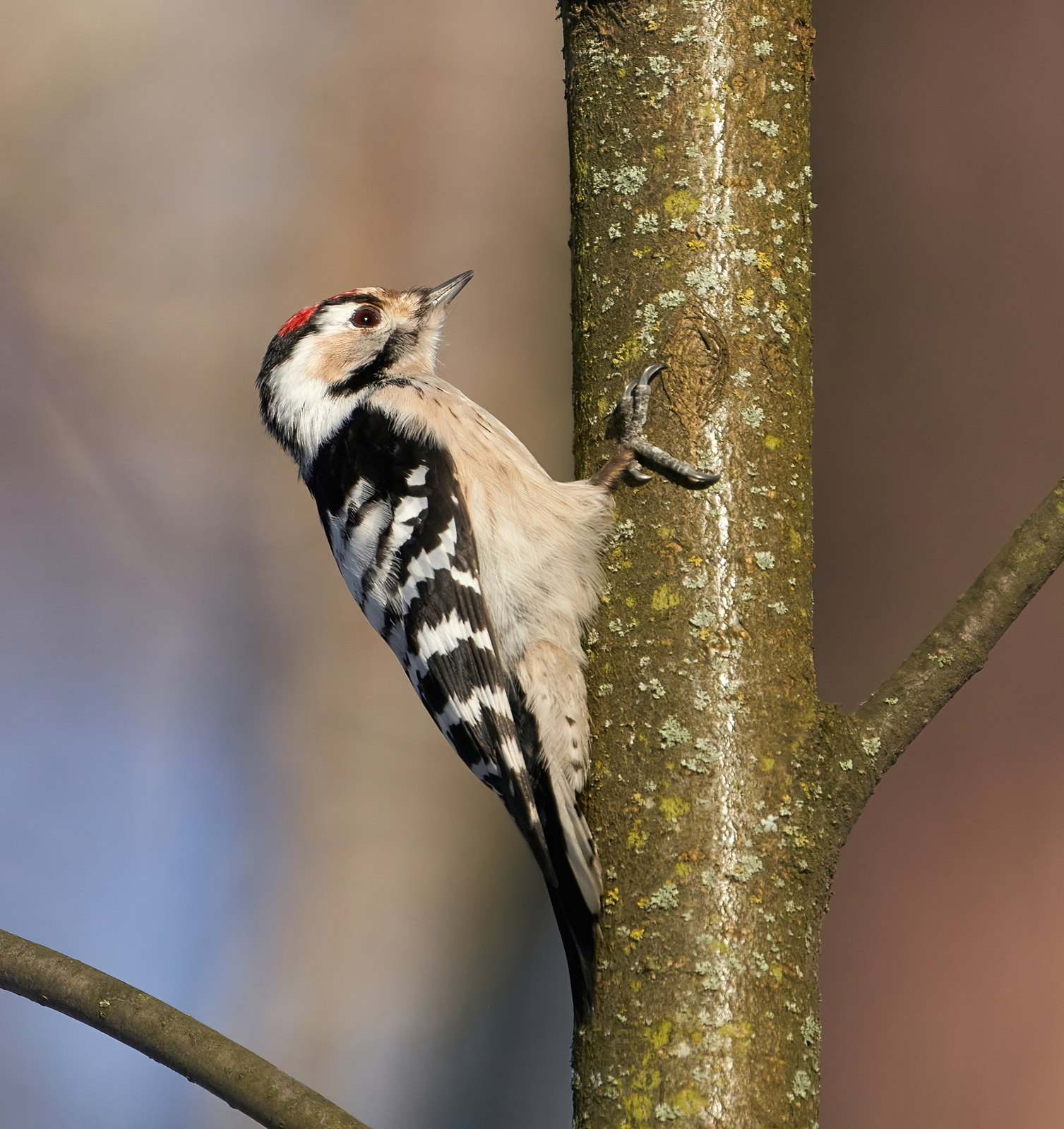 Kleine bonte specht (Dryobates minor)