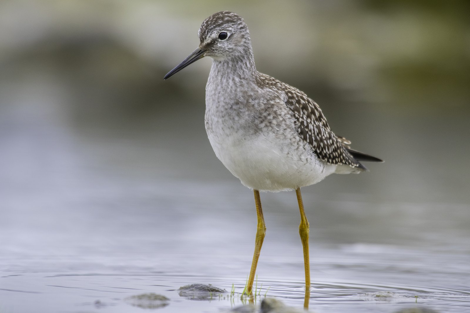 Kleine geelpootruiter (Tringa flavipes)