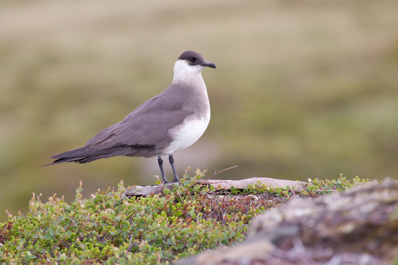 Kleine jager (Stercorarius parasiticus)