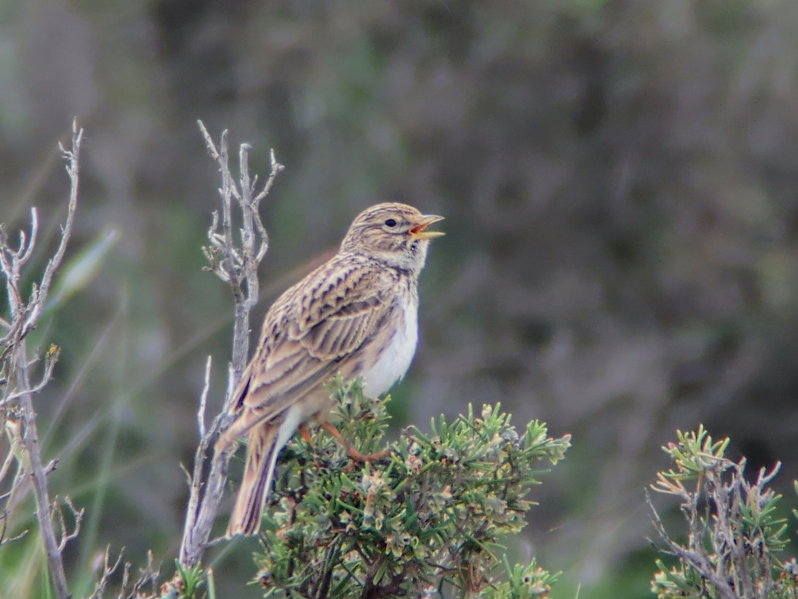 Kleine kortteenleeuwerik (Alaudala rufescens)