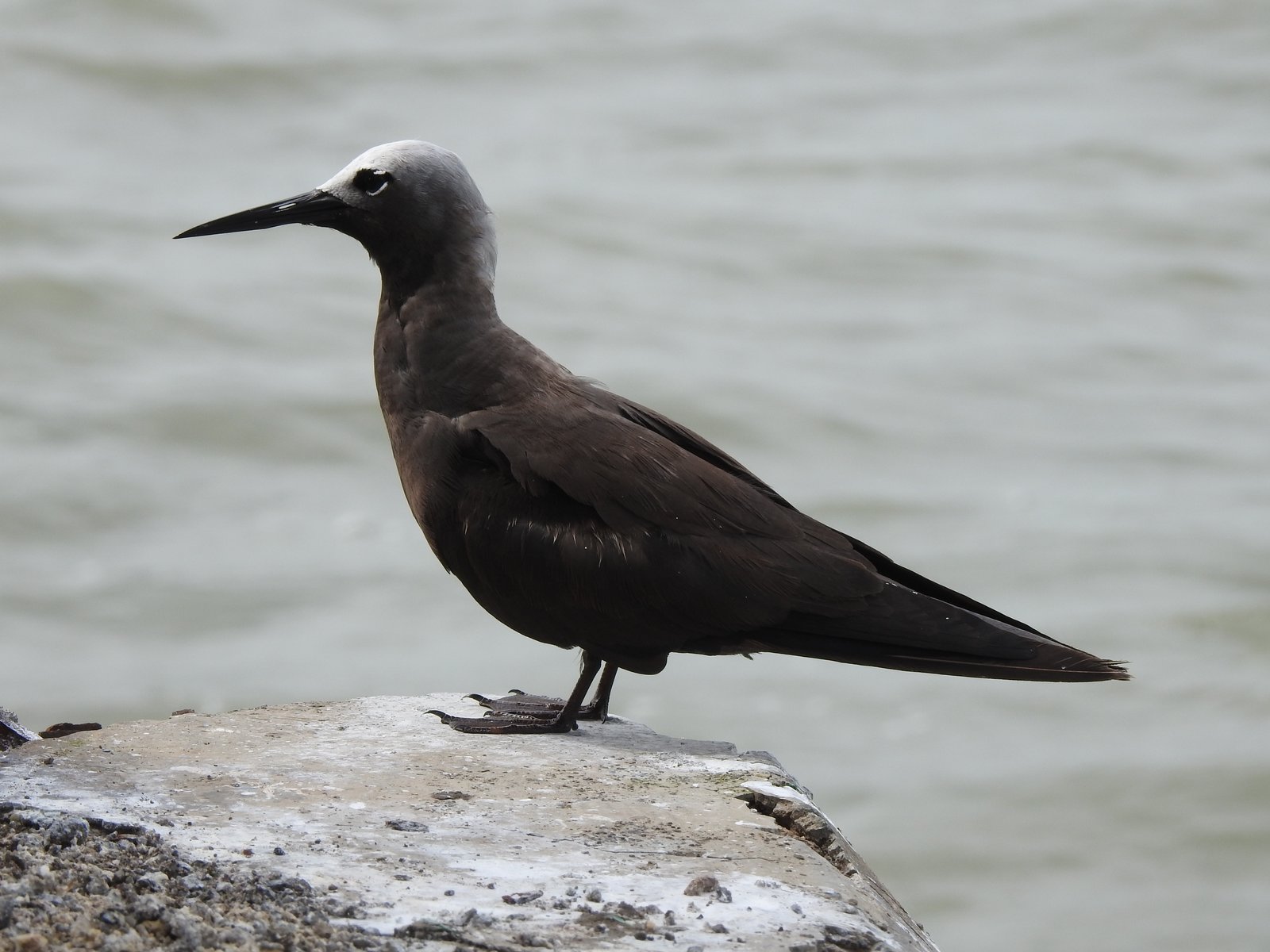 Kleine noddy (Anous tenuirostris)