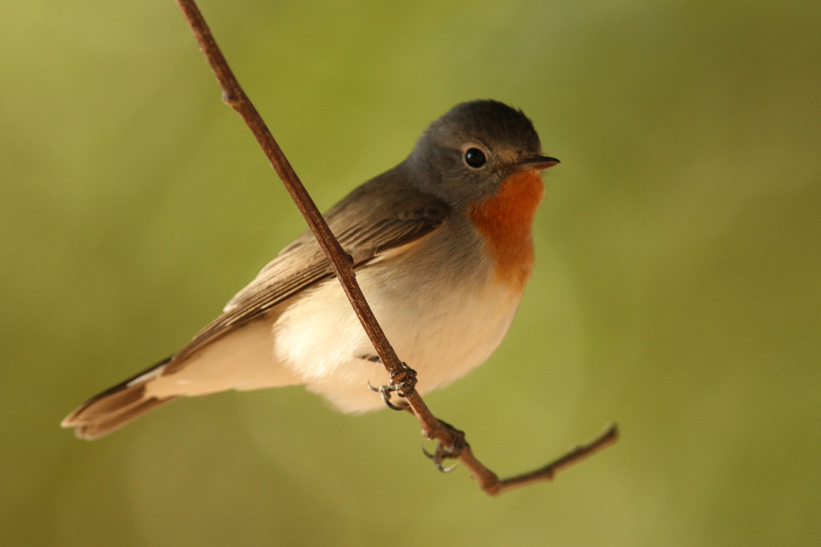 Kleine vliegenvanger (Ficedula parva)