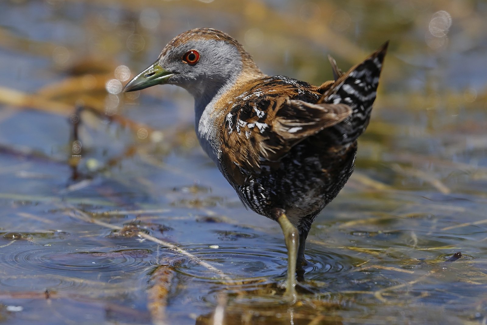 Kleinst waterhoen (Zapornia pusilla)