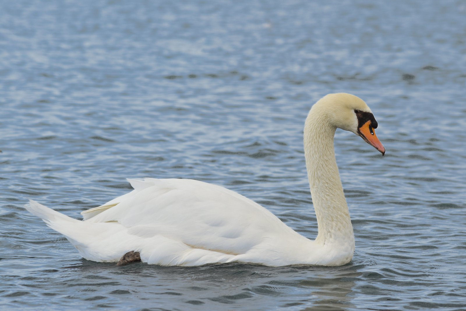 Knobbelzwaan (Cygnus olor)