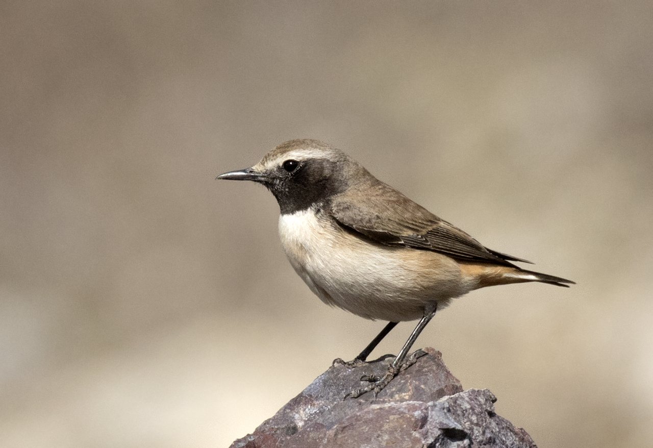 Koerdische tapuit (Oenanthe xanthoprymna)