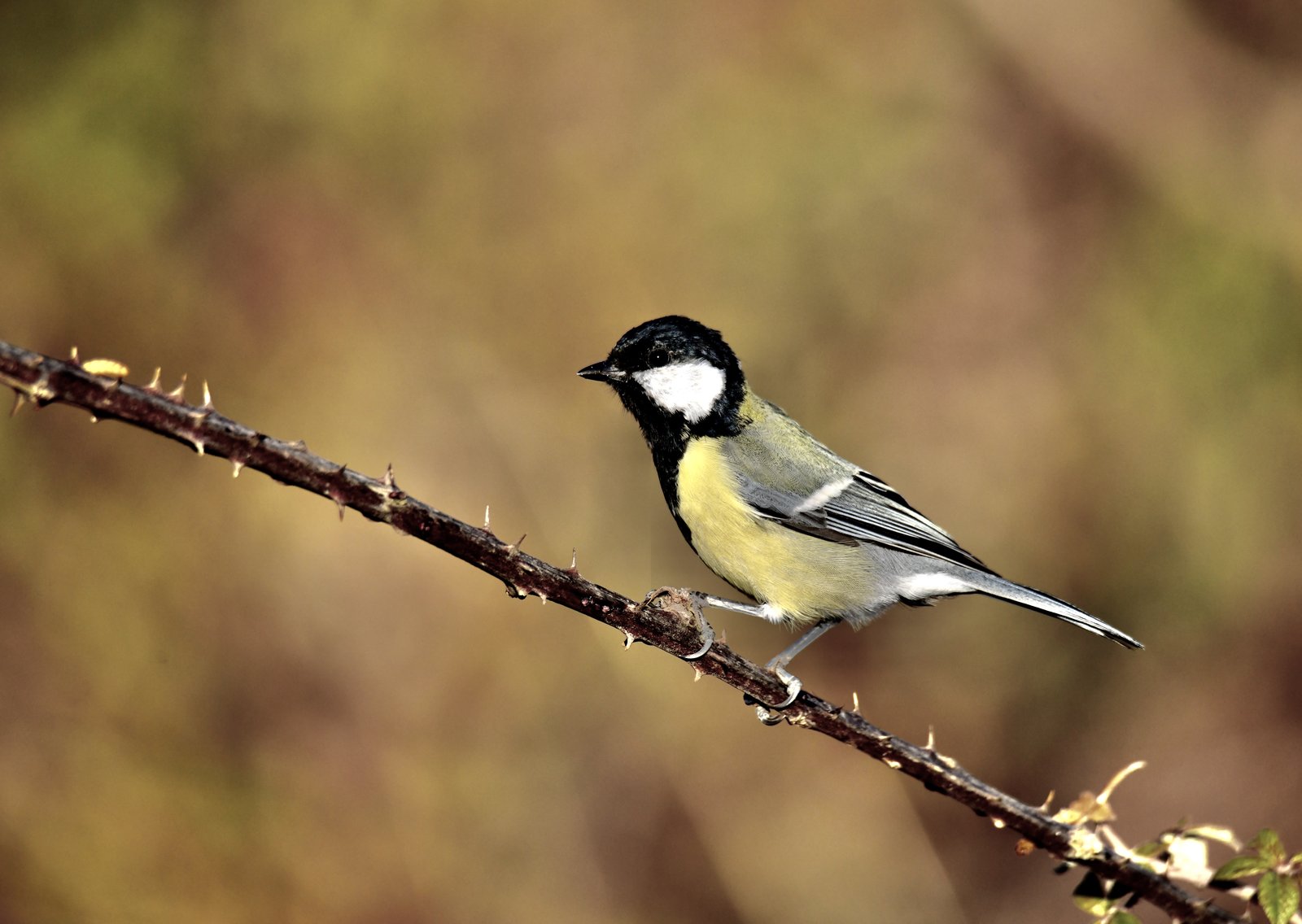 Koolmees (Parus major)