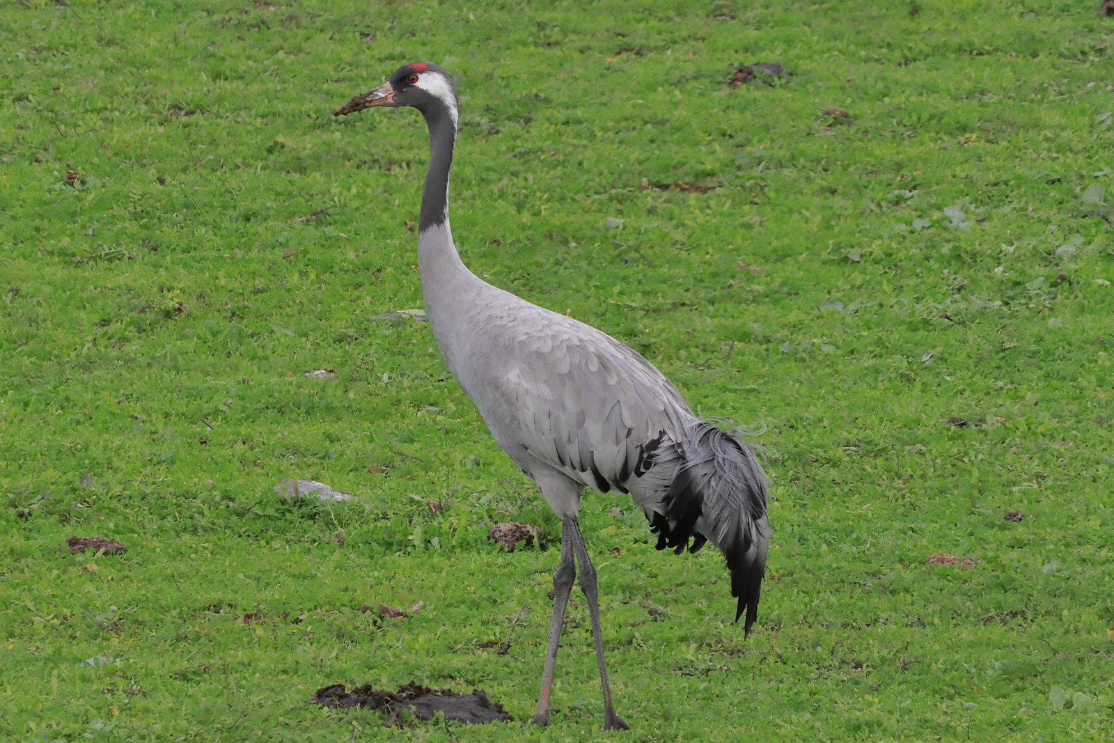 Kraanvogel (Grus grus)