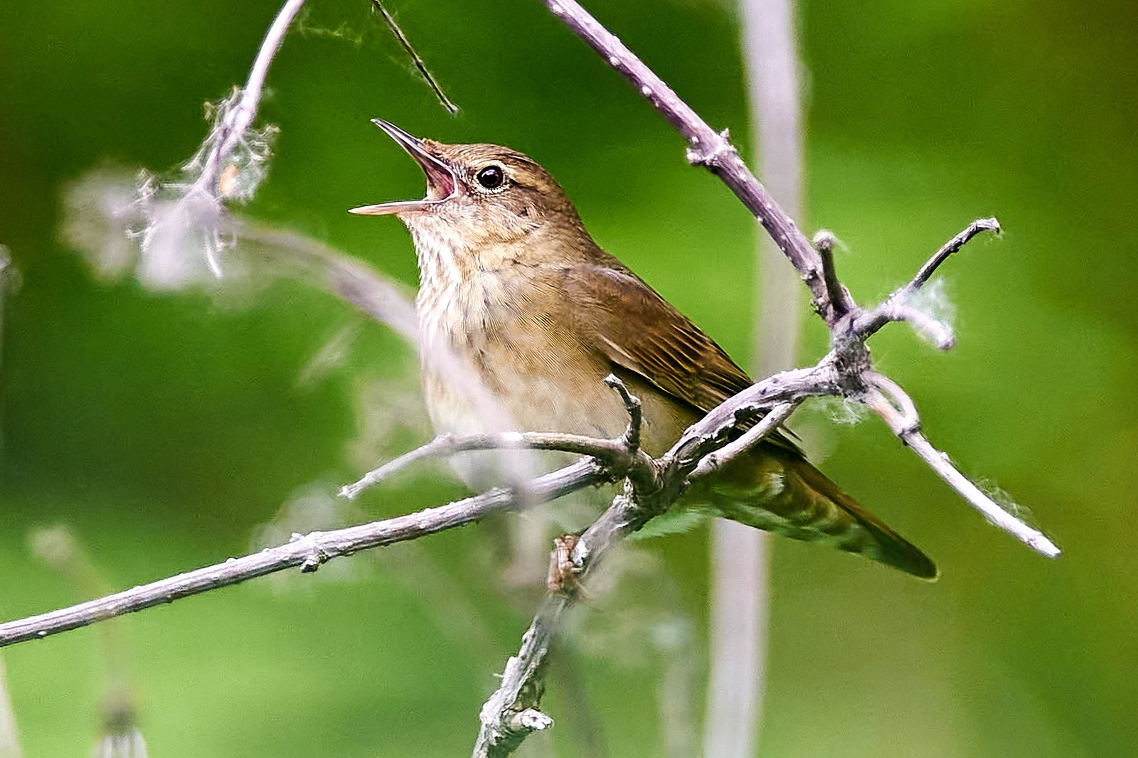 Krekelzanger (Locustella fluviatilis)