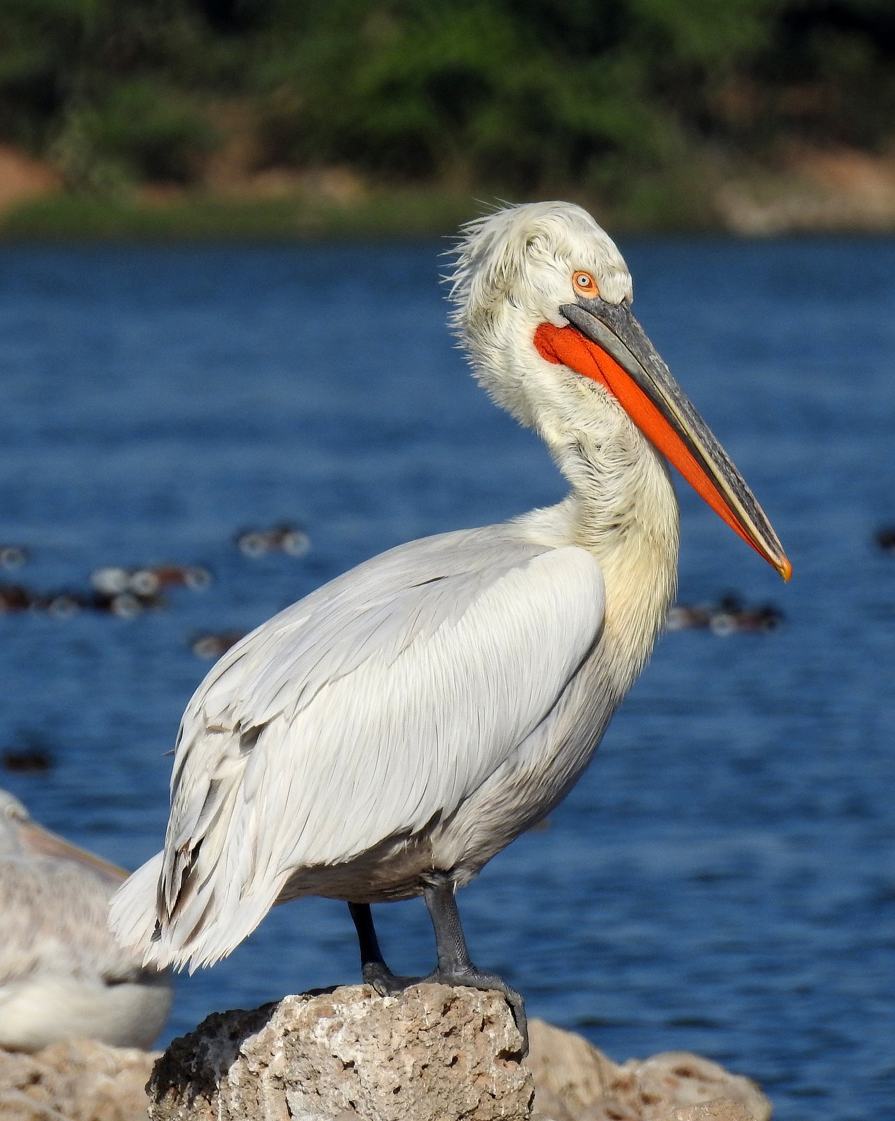Kroeskoppelikaan (Pelecanus crispus)