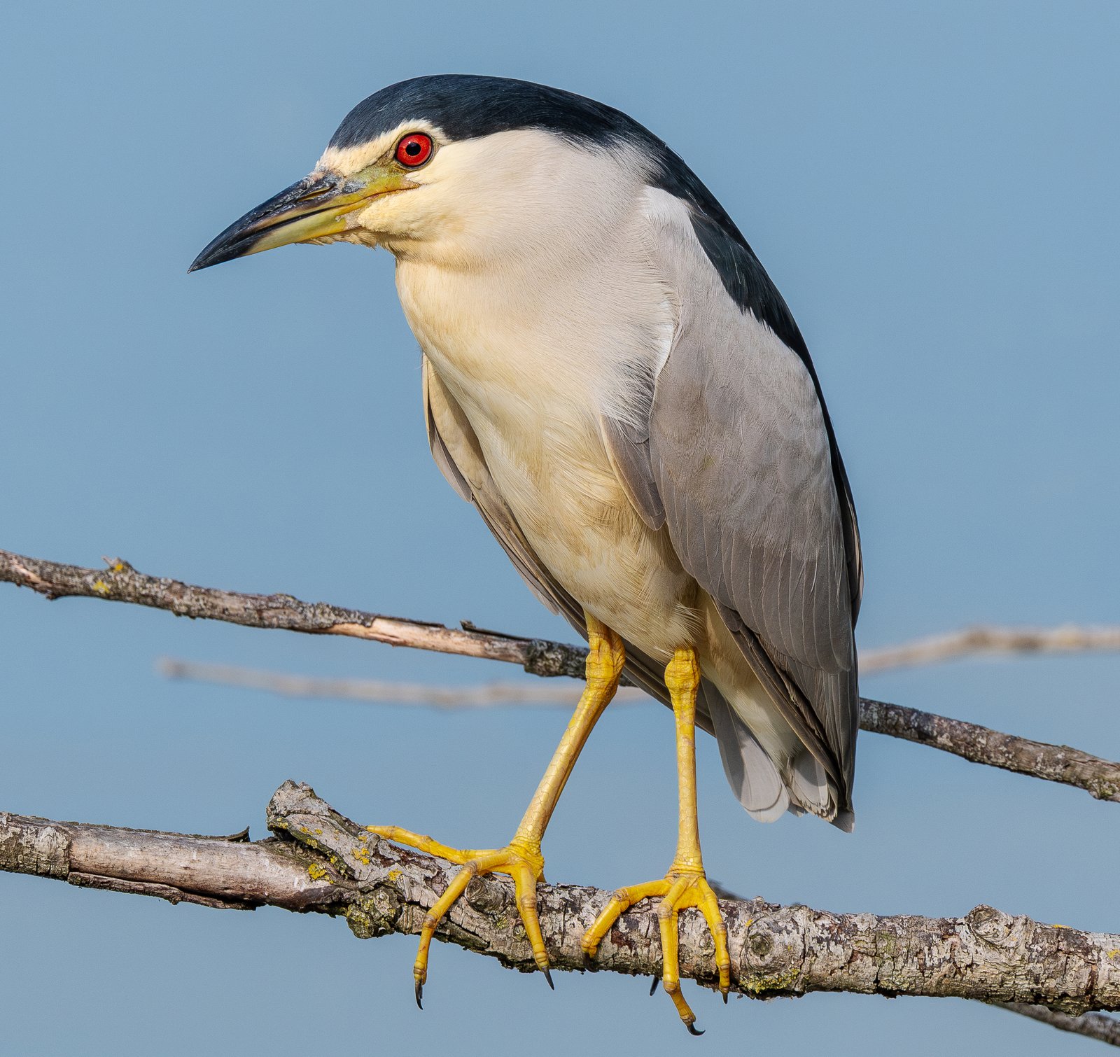 Kwak (Nycticorax nycticorax)