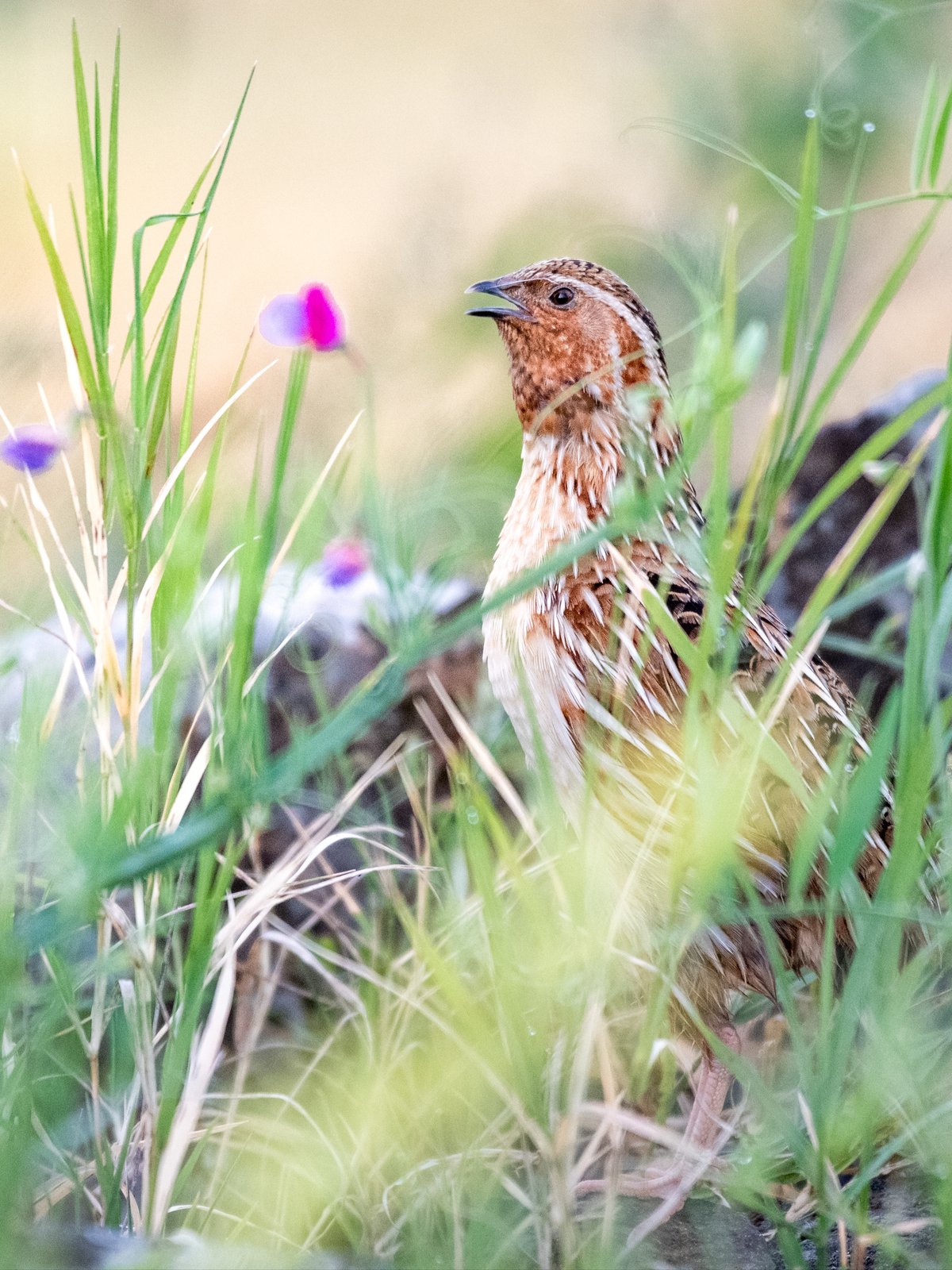 Kwartel (Coturnix coturnix)