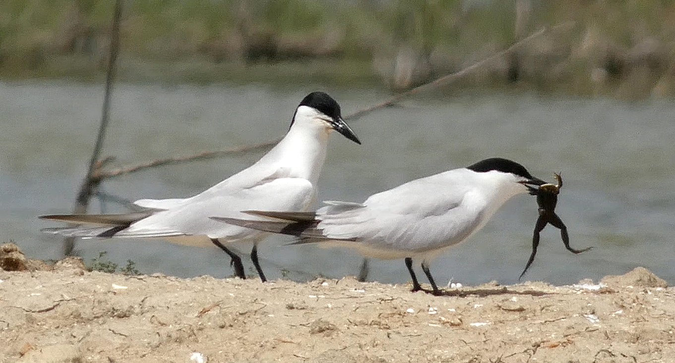 Lachstern (Gelochelidon nilotica)