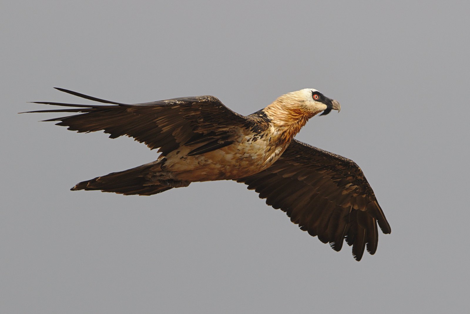 Lammergier (Gypaetus barbatus)