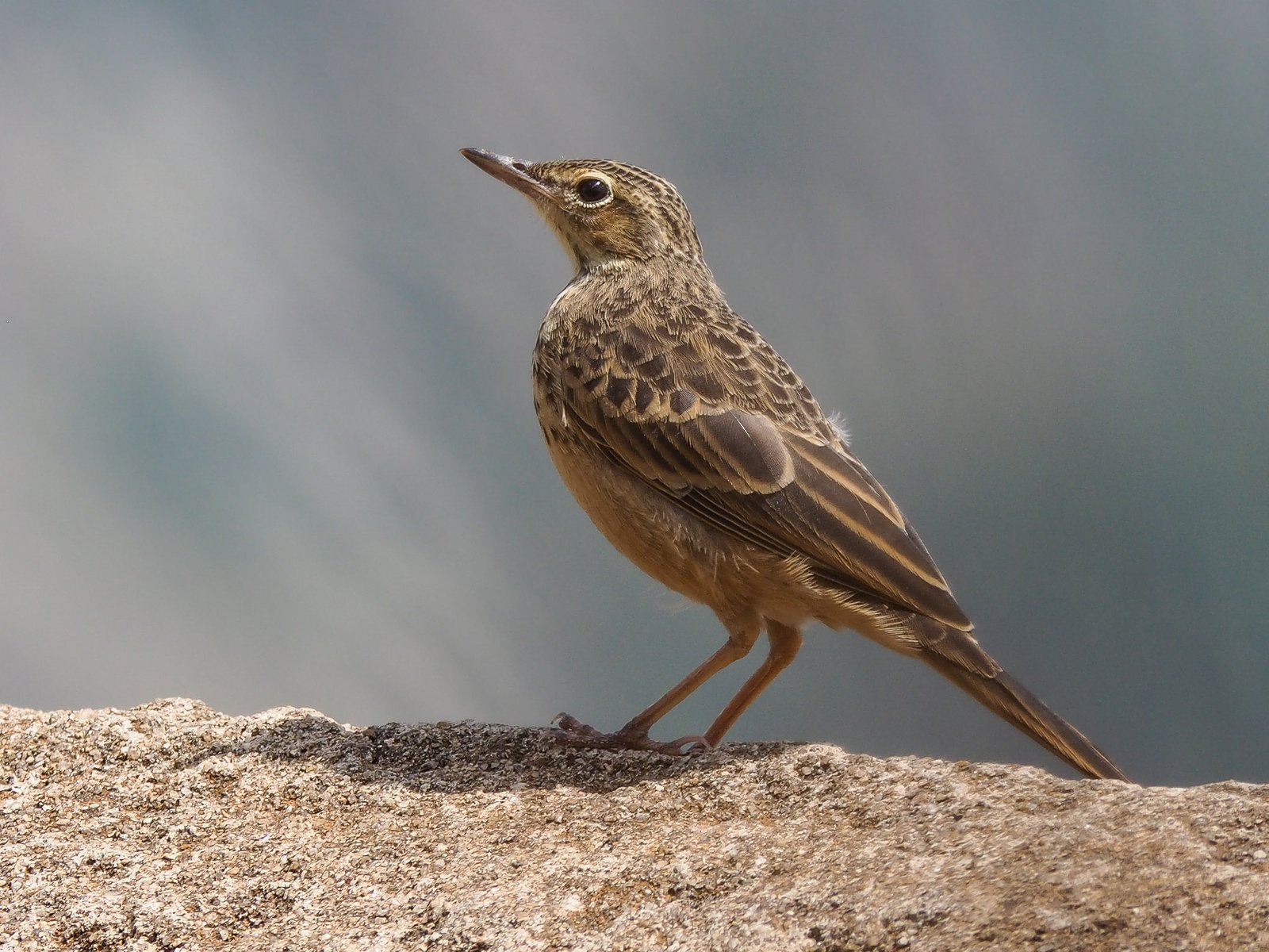 Langsnavelpieper (Anthus similis)