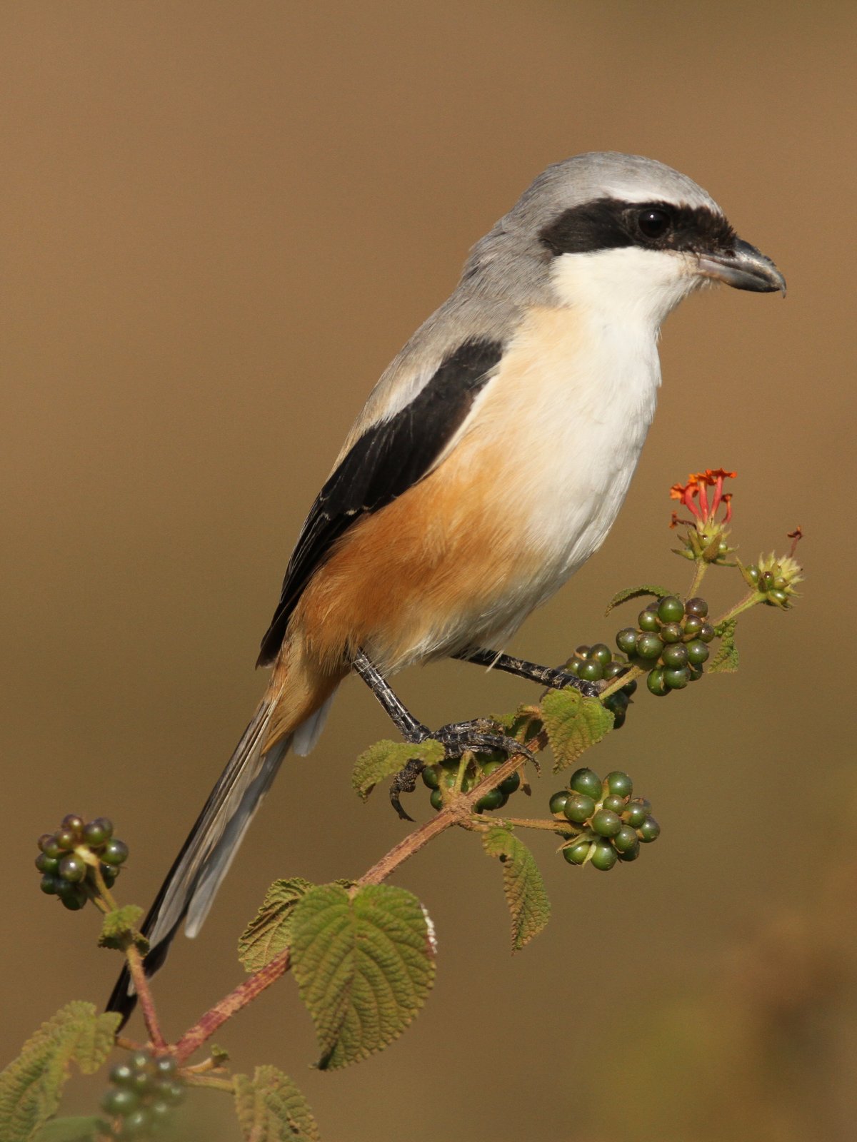 Langstaartklauwier (Lanius schach)