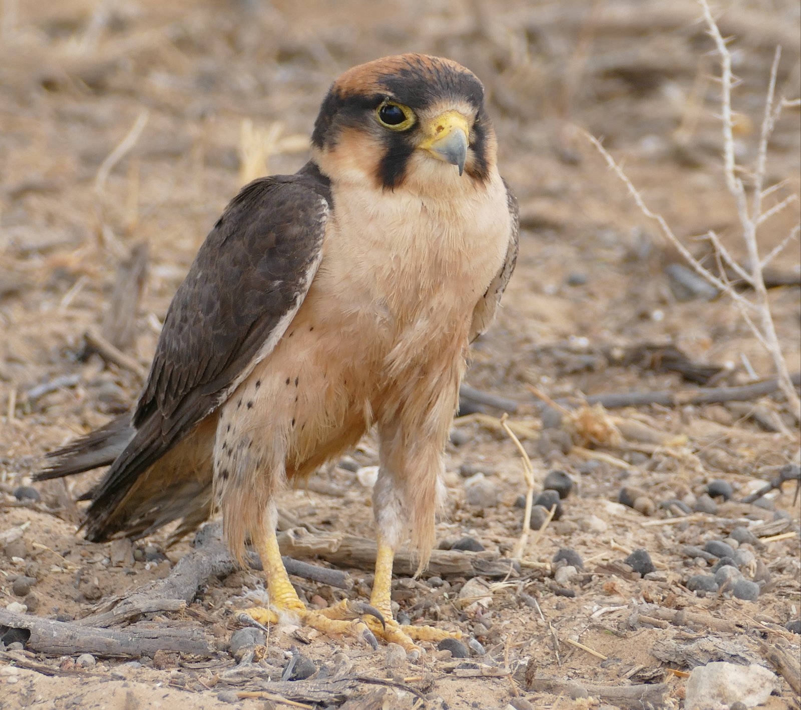 Lannervalk (Falco biarmicus)