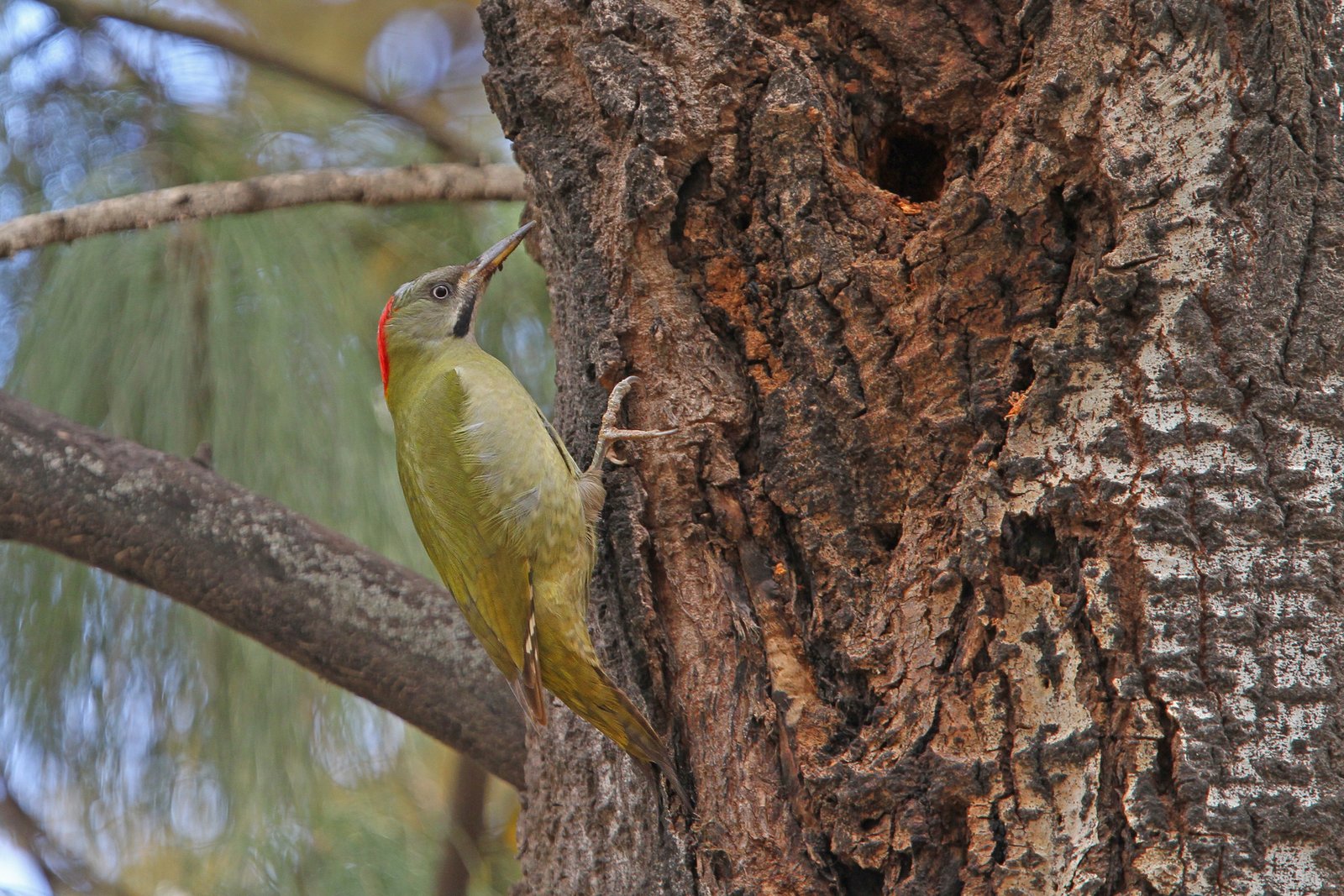 Levaillants specht (Picus vaillantii)
